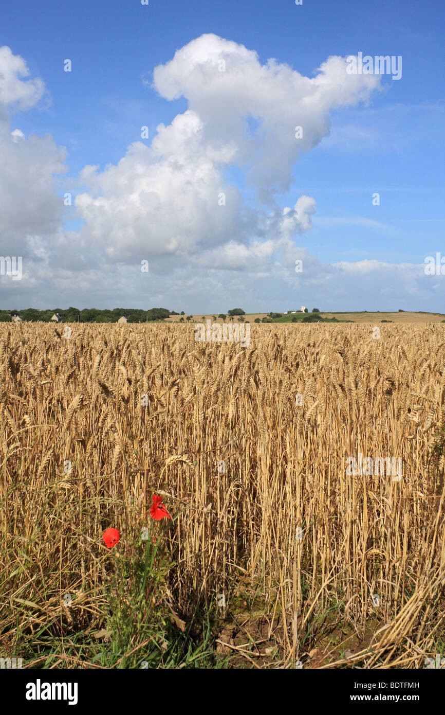 Campo de trigo en Longues-sur-Mer, cerca de Arromanches Normandía Francia. Foto de stock