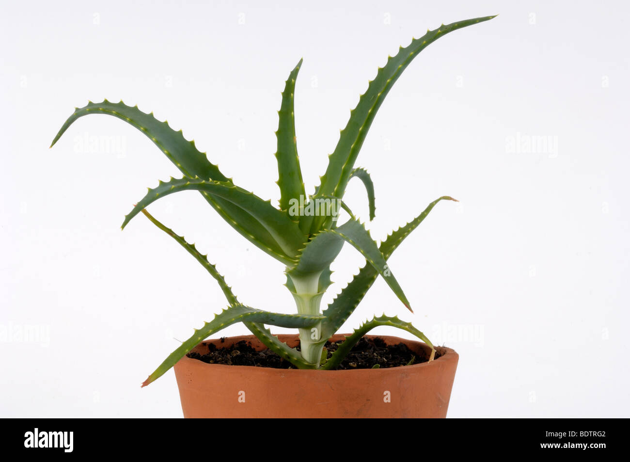 Krantz, Kandelaber-Aloe Baum-Aloe, aloe, Aloe arborescens Fotografía de  stock - Alamy