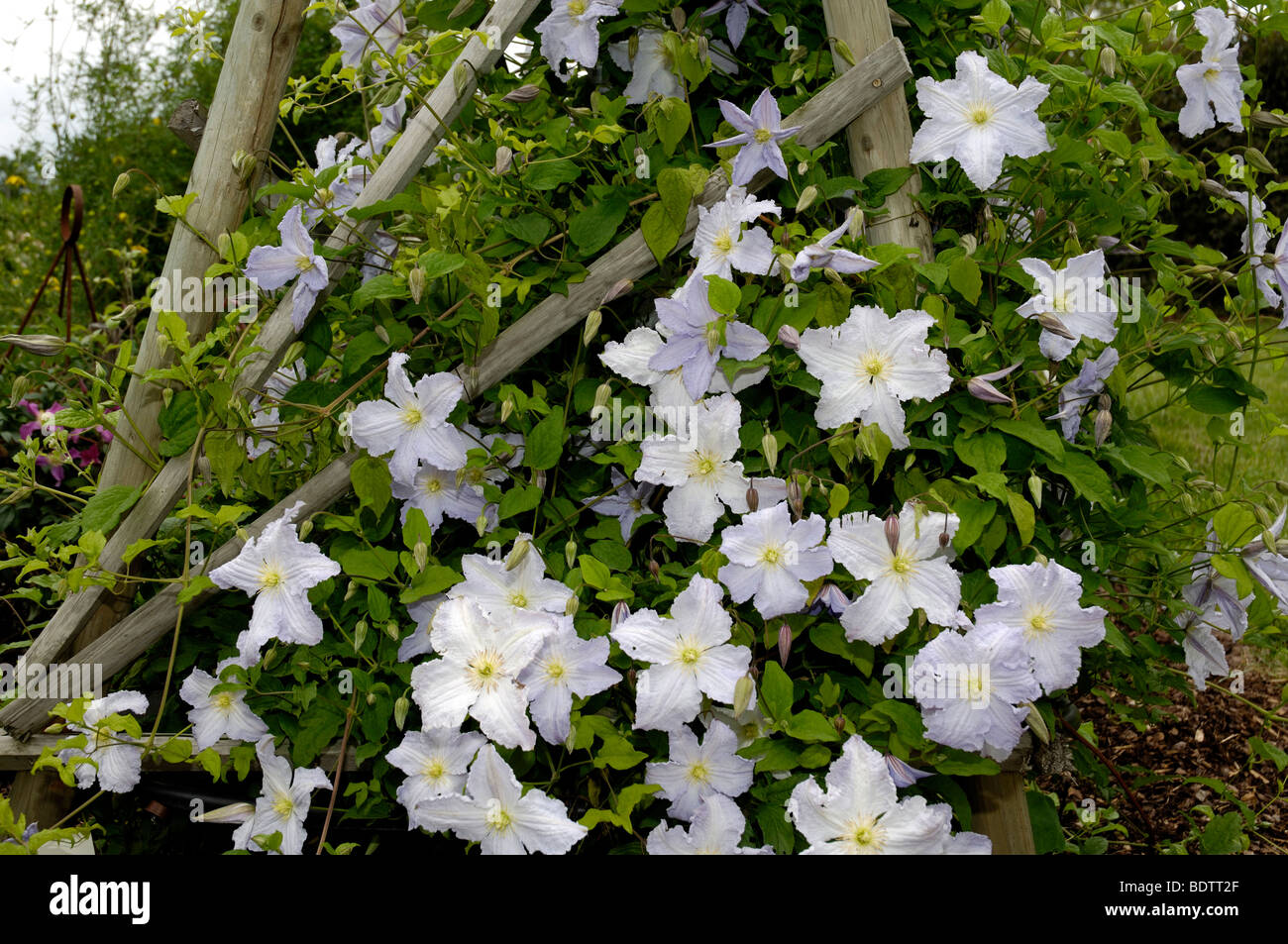El Príncipe Charles, clemátide Clematis hybride, Prince Charles Klematis Foto de stock
