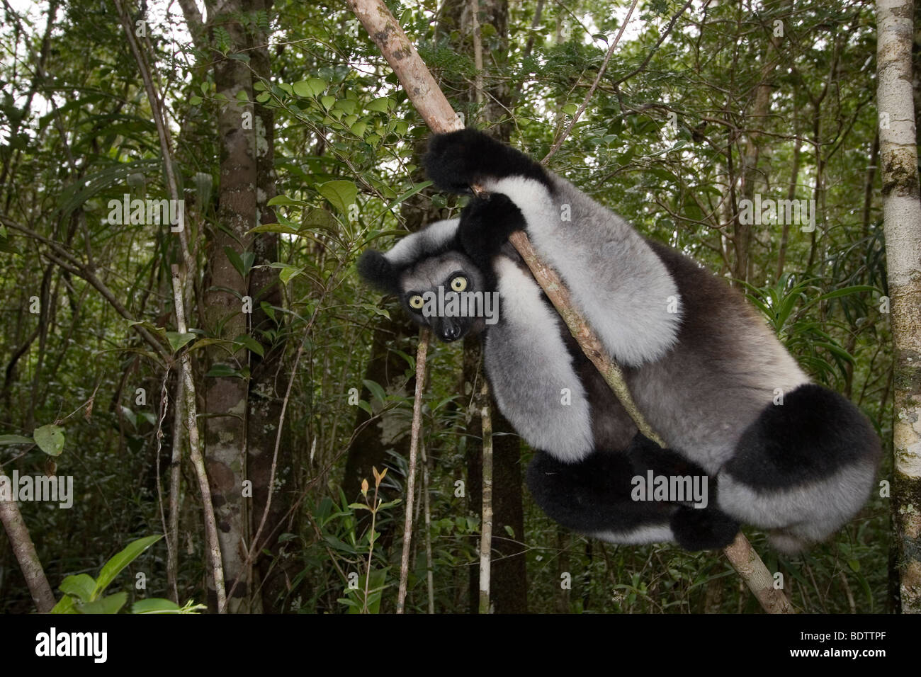 , Indri Indri Indri, Madagaskar, Afrika, Babakoto, Madagascar, África Foto de stock