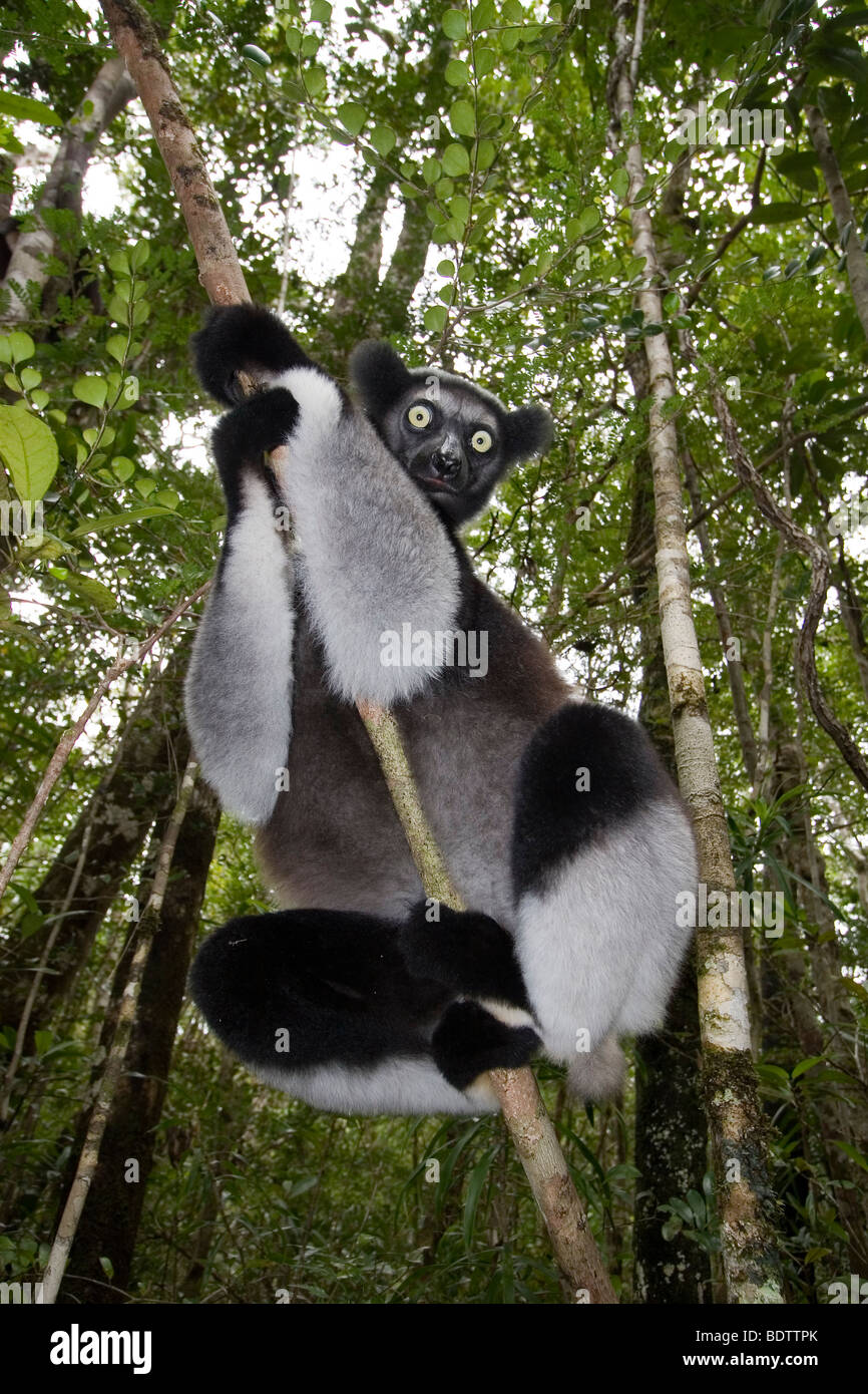 , Indri Indri Indri, Madagaskar, Afrika, Babakoto, Madagascar, África Foto de stock