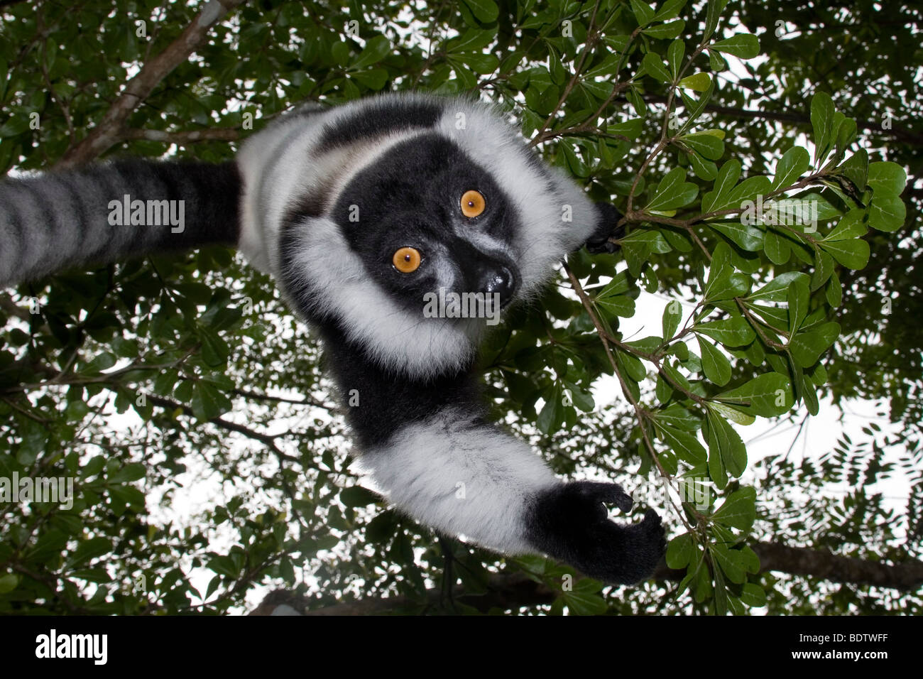 Kragenlemur, Vari varecia variegata, Madagaskar, Afrika, lemur, Madagascar, África Foto de stock