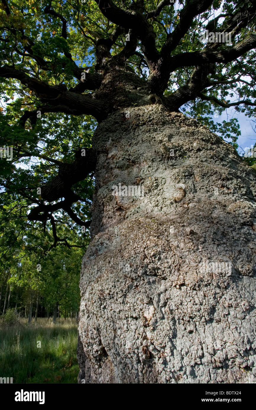 - (Sommereiche Stieleiche) / Pedunculate / roble Quercus robur - (Quercus pedunculata) Foto de stock