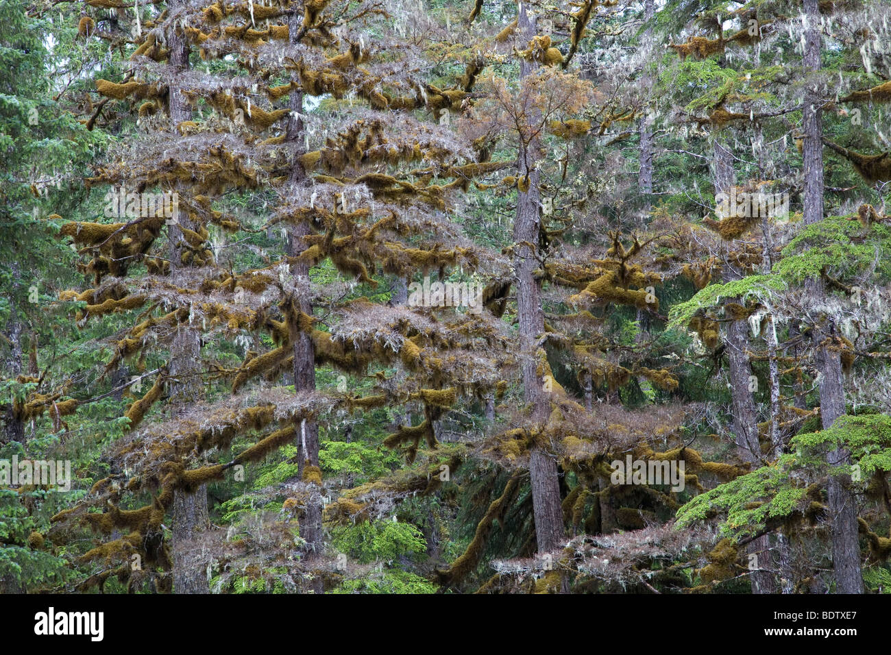 Mossbewachsene Westamerikanische Hemlocktannen / Western Hemlock - Mossy (ramas) / Tsuga heterophylla y Usnea longissima Foto de stock