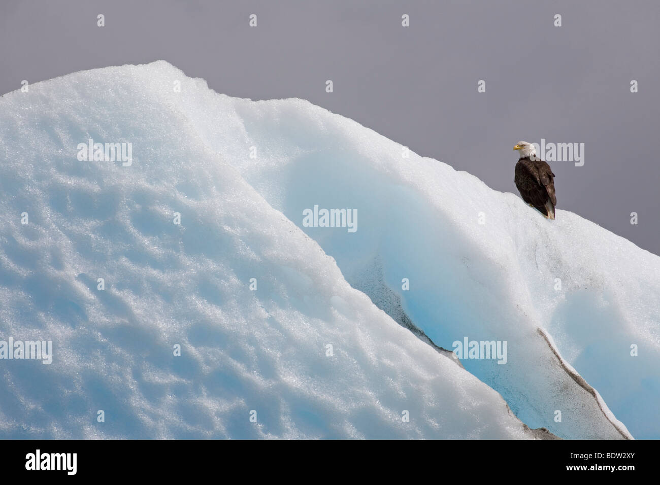 - Altvogel Weisskopfseeadler / adulto - el águila calva (Haliaeetus leucocephalus) Foto de stock