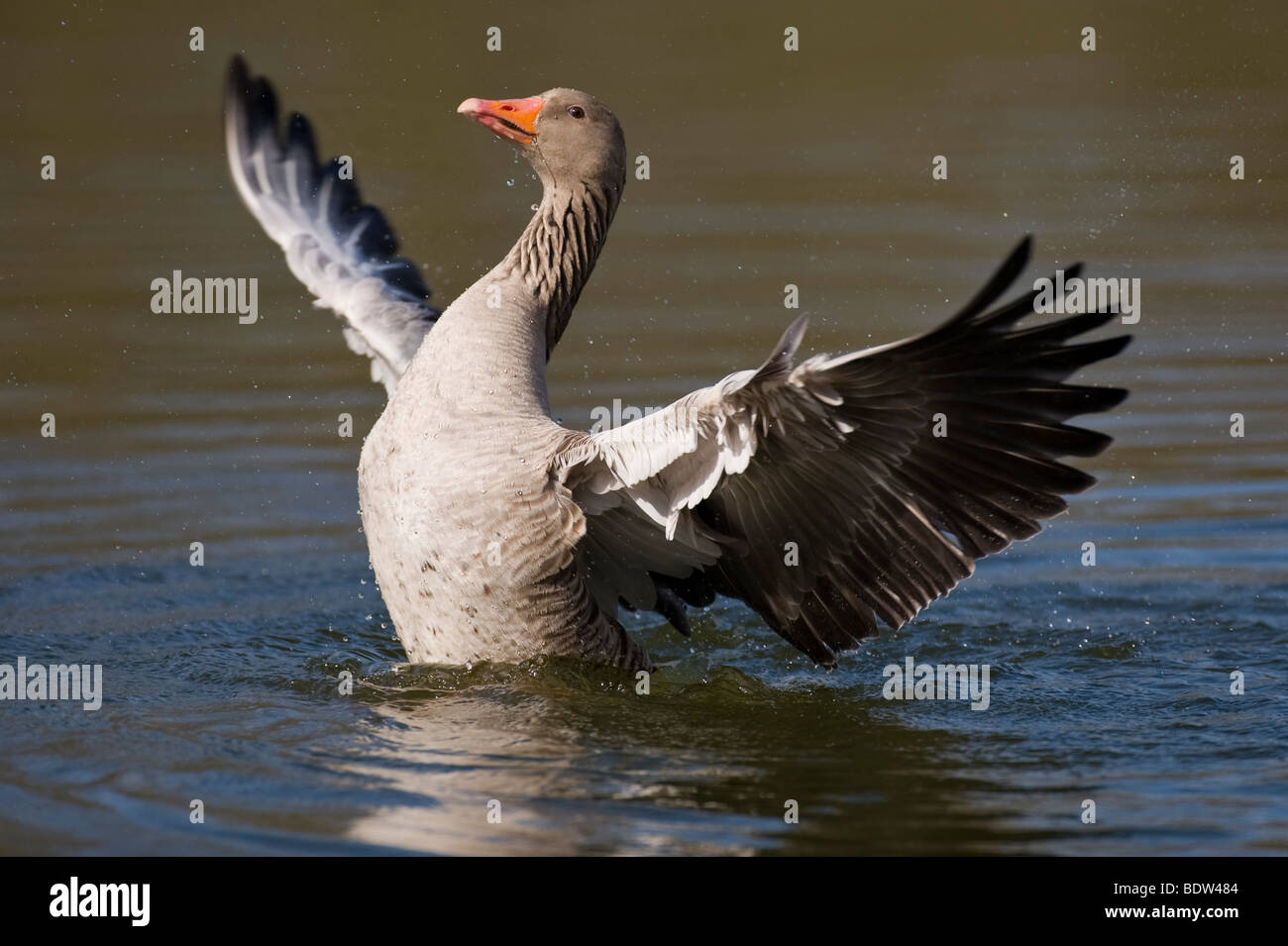 Un graylag goose cortejando a un socio potencial Foto de stock