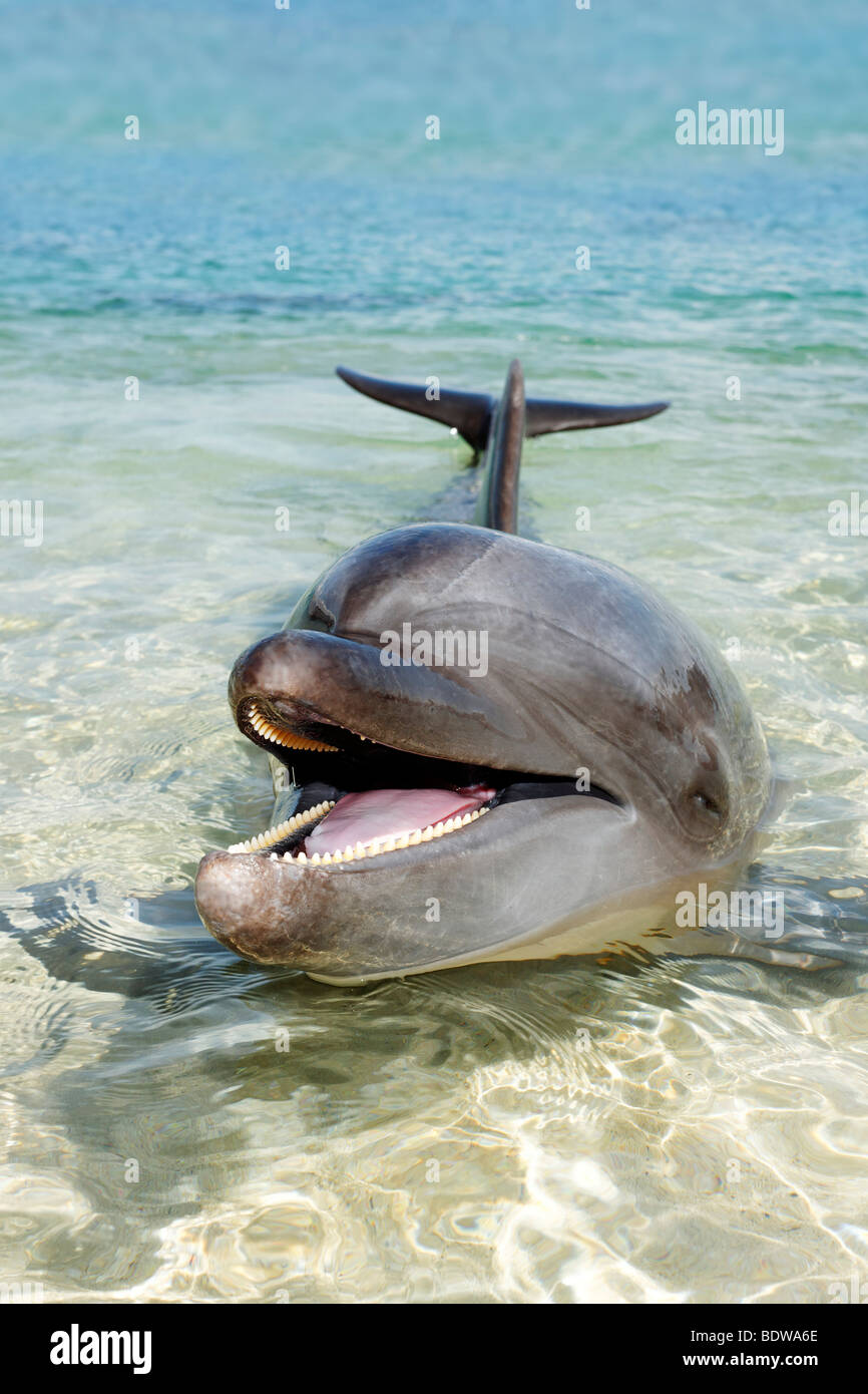 El delfín mular (Tursiops truncatus), en aguas poco profundas, Aventura Oceánica, Subic Bay, Luzón, Filipinas, el Mar del Sur de China, el Pacífico Foto de stock