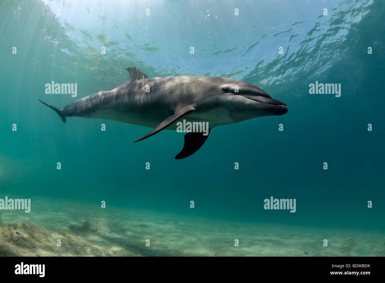 Falsa orca (Pseudorca crassidens), nadar por encima del lecho marino arenoso, Subic Bay, Luzón, Filipinas, el Mar del Sur de China, el Pacífico Foto de stock