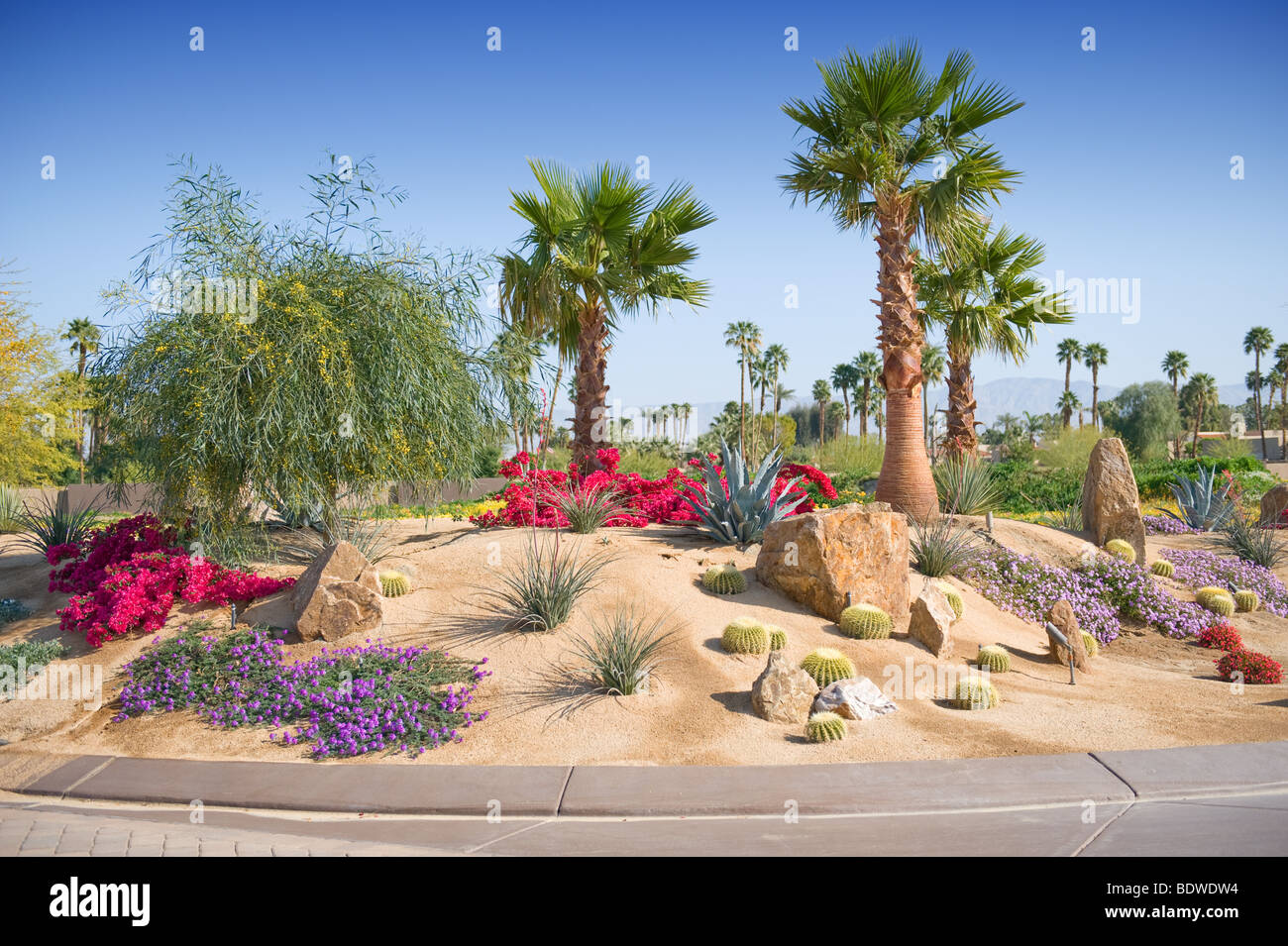 Terreno desértico mostrado con plantas y palmeras Foto de stock