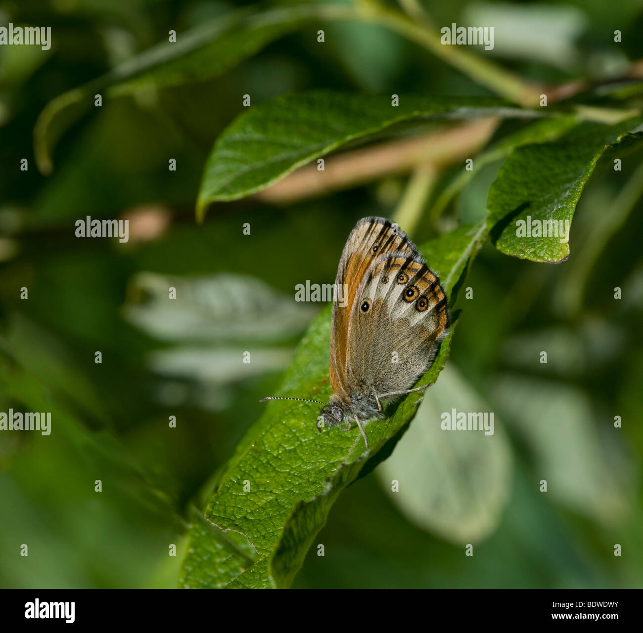Coenonympha arcania Foto de stock