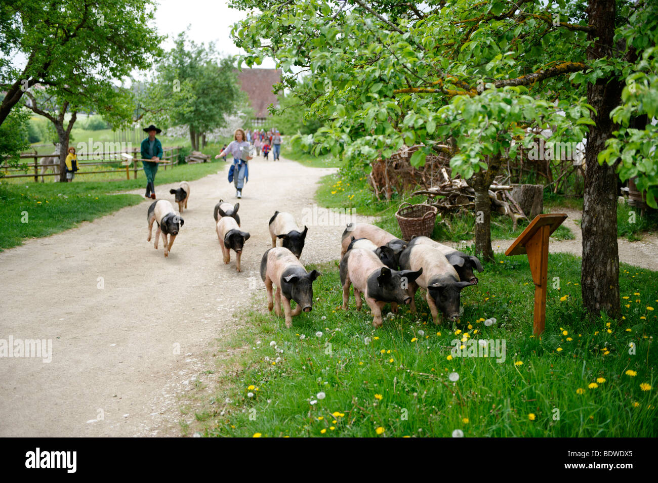 Histórico de pastoreo de cerdos, museo al aire libre Freilichtmuseum Neuhausen ob Eck, cerca de Tuttlingen, Baden-Wurtemberg, Alemania Foto de stock