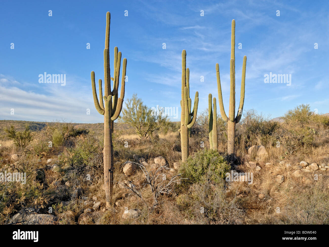 Cacto Saguaro (Carnegiea gigantea), Catalina State Park, en Tucson, Arizona, EE.UU. Foto de stock