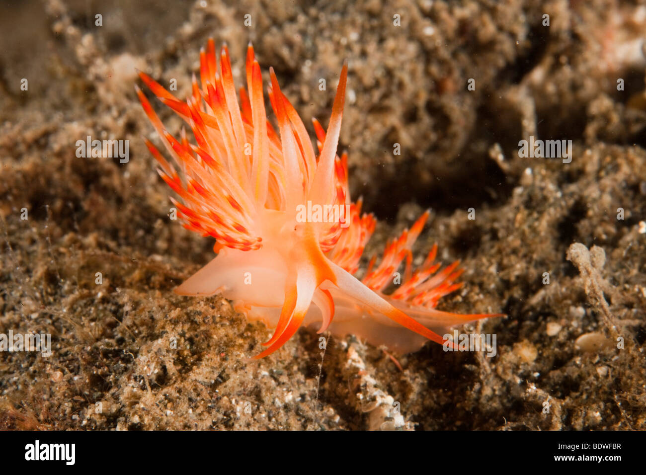 Nudibranch o seaslug (Flabellina sp), Indonesia Foto de stock