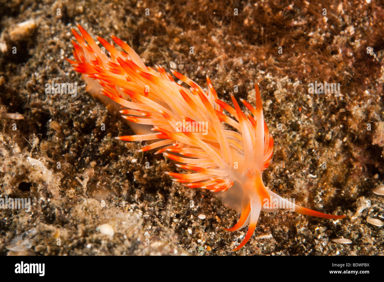 Nudibranch o seaslug (Flabellina sp), Indonesia Foto de stock