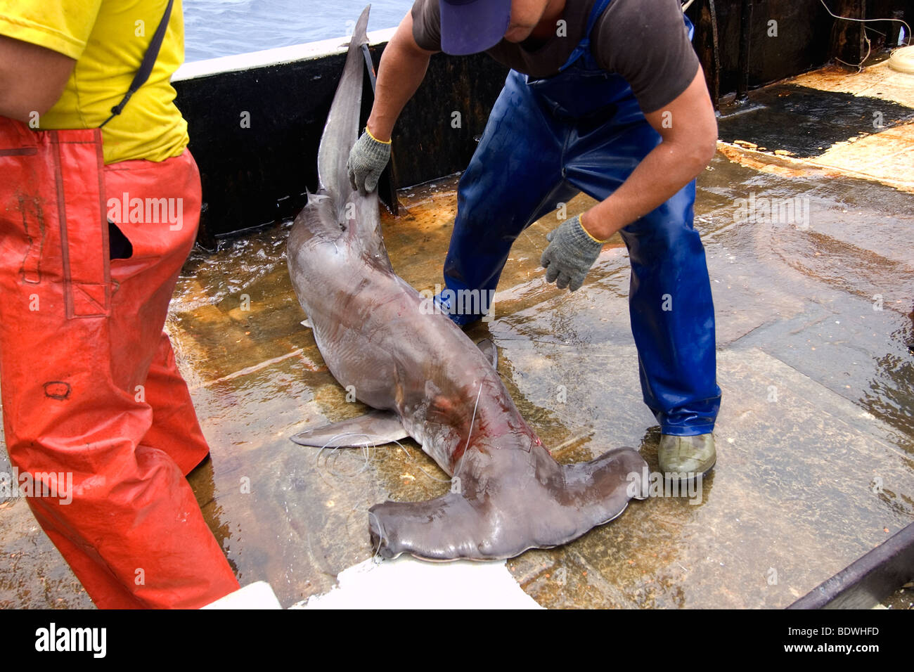 Los pescadores capturan gran tiburón martillo Sphyrna mokarran, offshore de  palangre comercial de pesca de tiburón, el Brasil, el Océano Atlántico  Fotografía de stock - Alamy