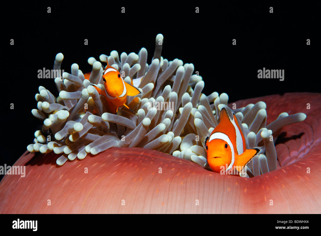 Ocellaris pez payaso (Amphiprion ocellaris), pez de anémona, Nemo, magnífico anémona de mar (Heteractis magnifica), Bali, menor su Foto de stock