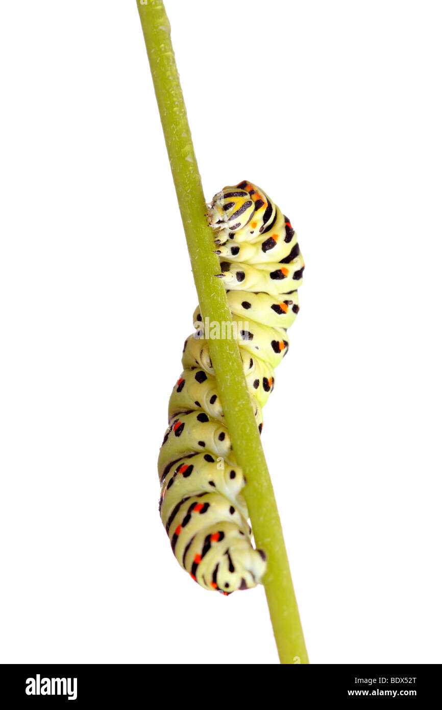Green caterpillar de especie aislado en blanco Foto de stock