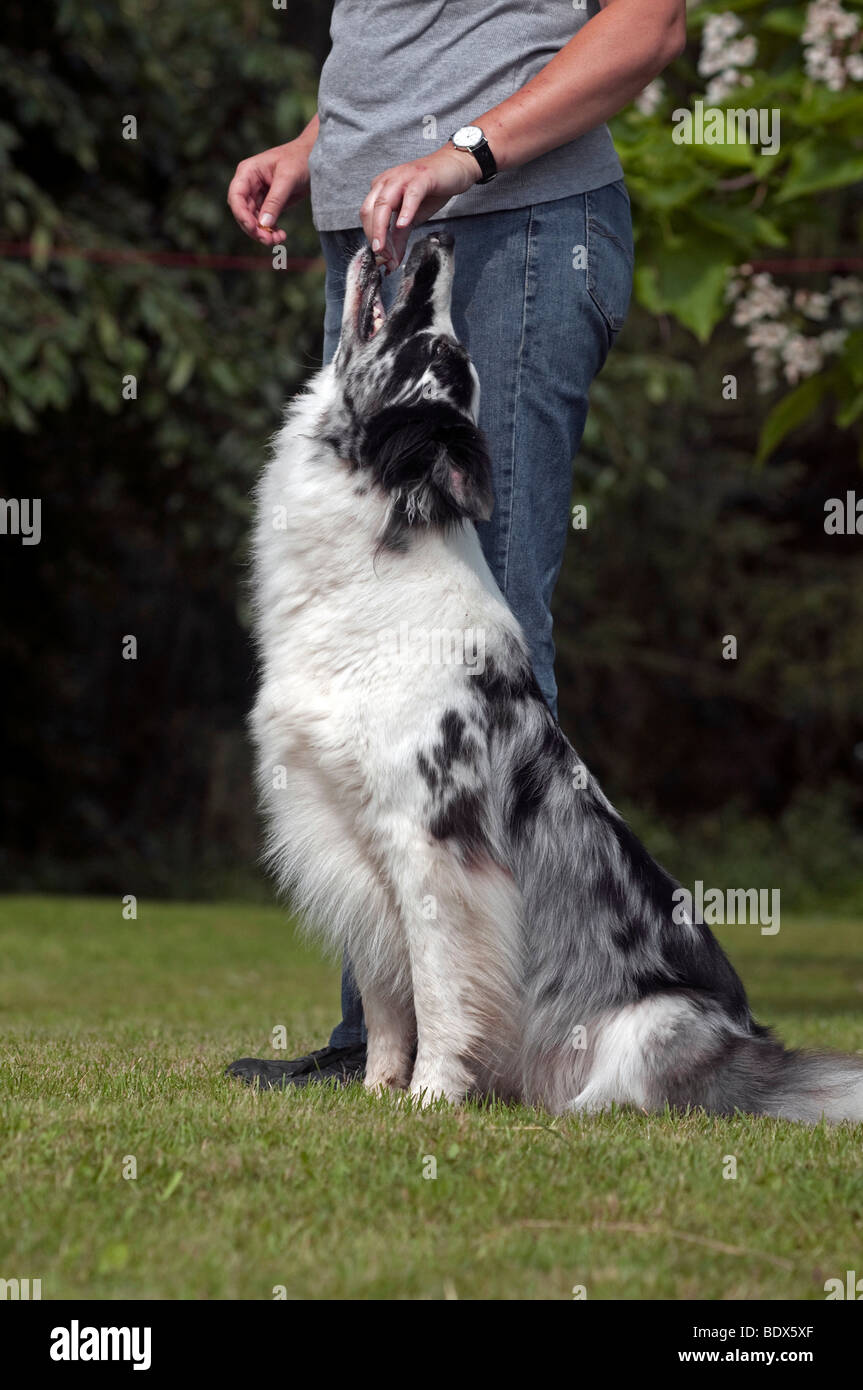 Border Collie en el entrenamiento de obediencia, llevando al perro a talón Foto de stock