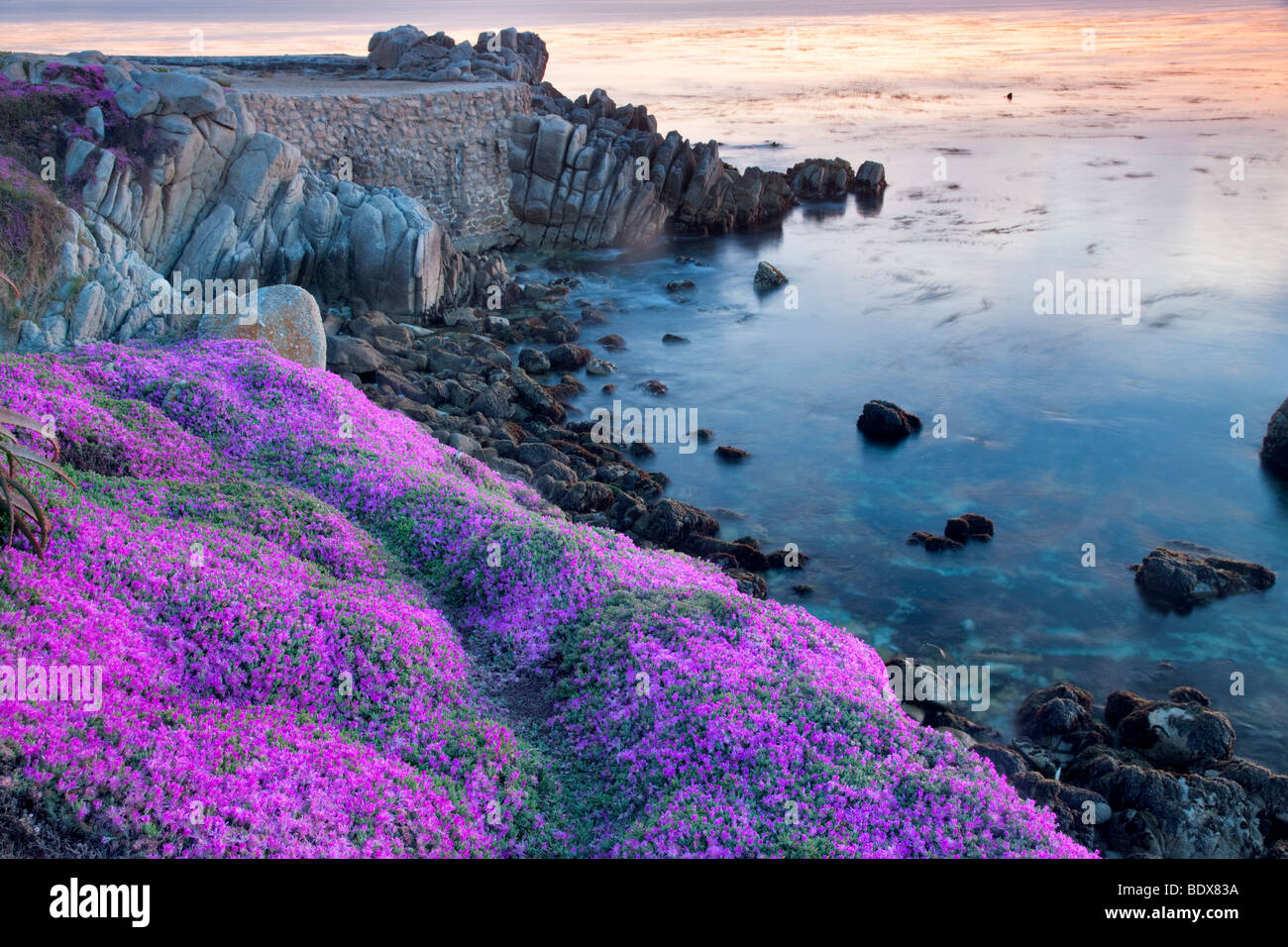 Planta de hielo púrpura florece y océano. Pacific Grove, California Foto de stock