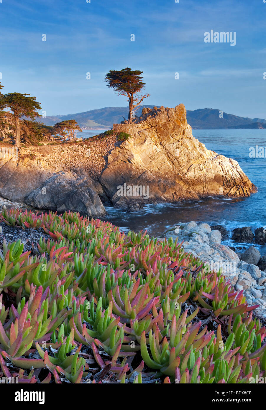 Solitario ciprés de Monterey y el Océano Pacífico con planta de hielo. 17 Mile Drive. Pebble Beach, California Foto de stock