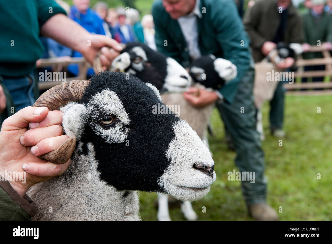 Swaledale ovejas se mostró en Muker Show. North Yorkshire Foto de stock
