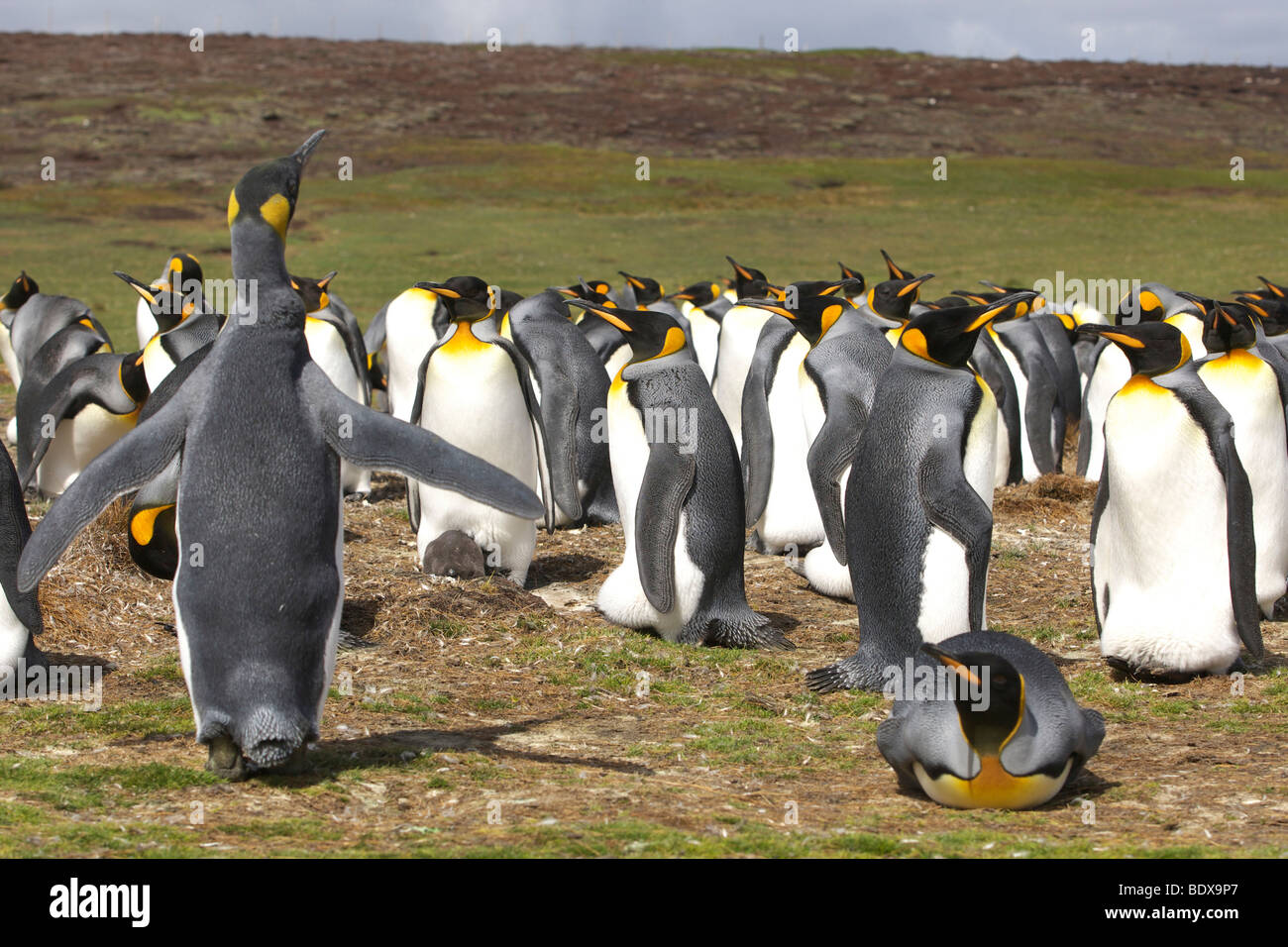 Pingüinos rey (Aptenodytes patagonicus) a punto de voluntariado, Islas Malvinas Foto de stock