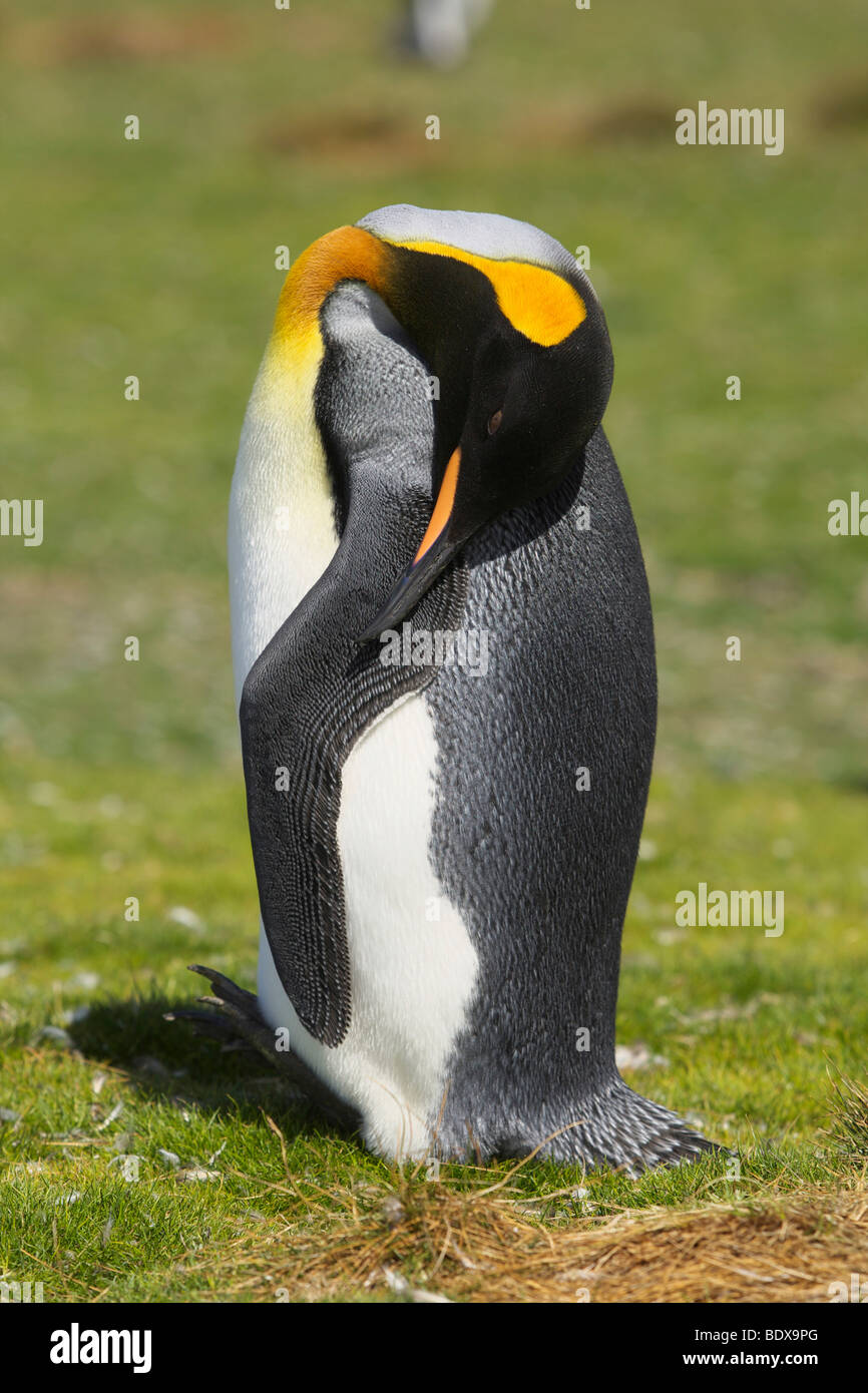 Pingüino Rey (Aptenodytes patagonicus) a punto de voluntariado, Islas Malvinas Foto de stock
