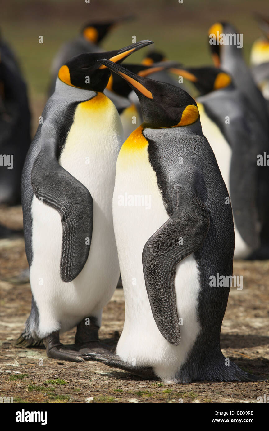Pingüinos rey (Aptenodytes patagonicus) a punto de voluntariado, Islas Malvinas Foto de stock