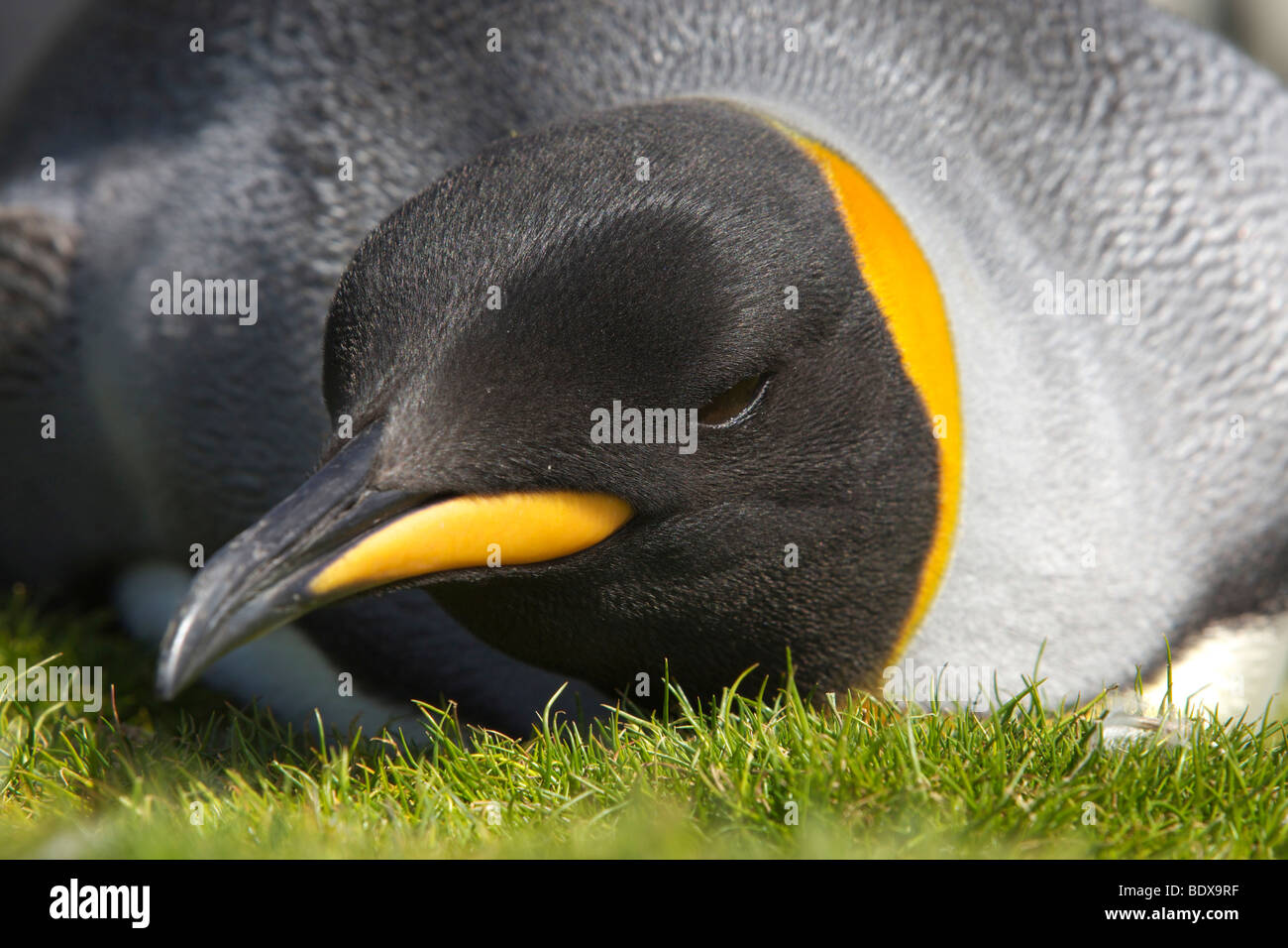 Pingüino Rey (Aptenodytes patagonicus) a punto de voluntariado, Islas Malvinas Foto de stock