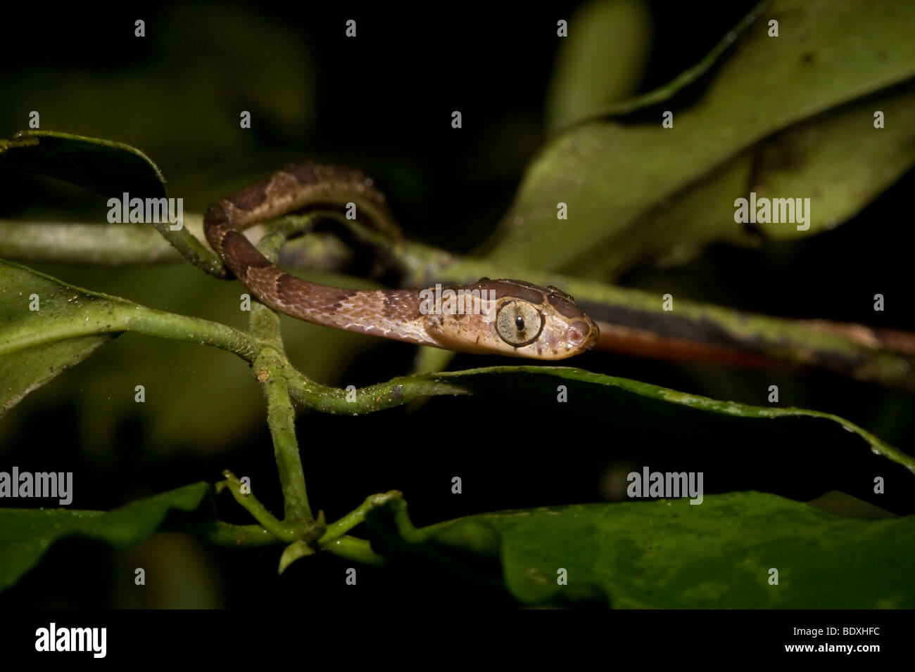 Un árbol blunthead serpiente arborícola (Imantodes cenchoa) sobre la marcha. Fotografiado en Costa Rica. Foto de stock