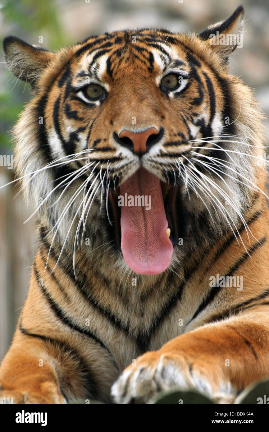 Tigre De Sumatra Panthera Tigris Sumatrae Cerca De La Cara Boca 