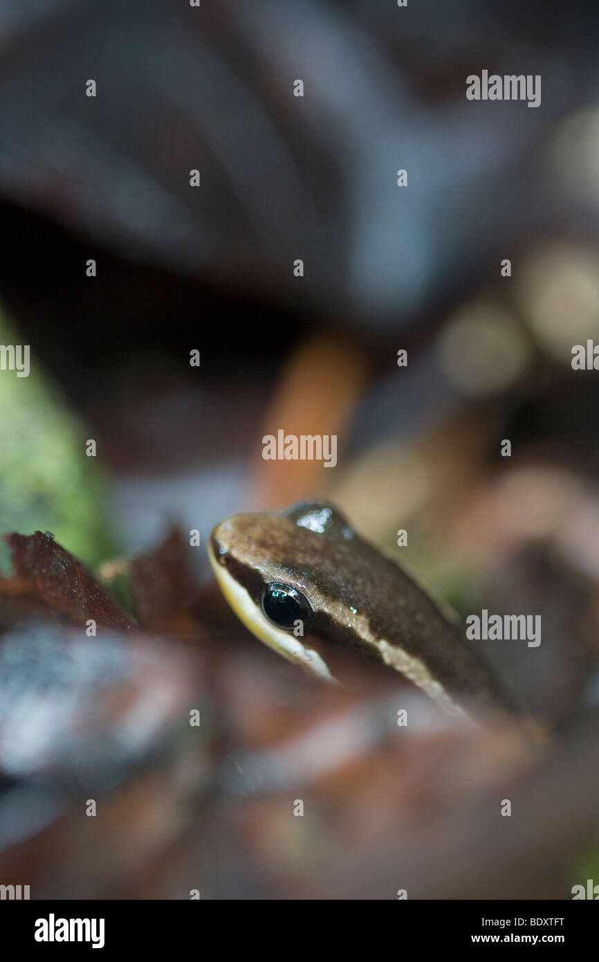 Rainforest rocket frog fotografías e imágenes de alta resolución Alamy
