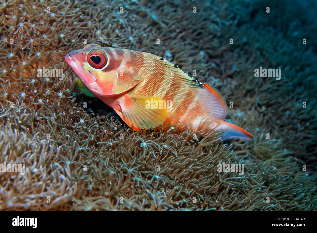 Blacktip meros (Epinephelus fasciatus) radica en Xenia corales, peces, retrato, Bali, la isla, Lesser Sunda Islands, mar de Bali, Ind Foto de stock