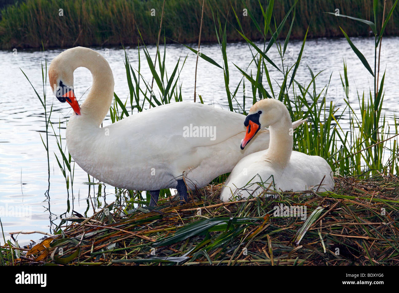 Par de anidamiento y cría cisnes Mute (Cygnus olor) Foto de stock