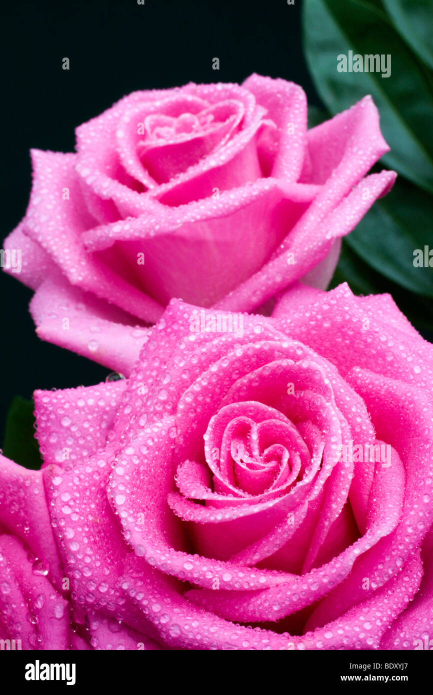 Rosas rosas en el rocío Foto de stock