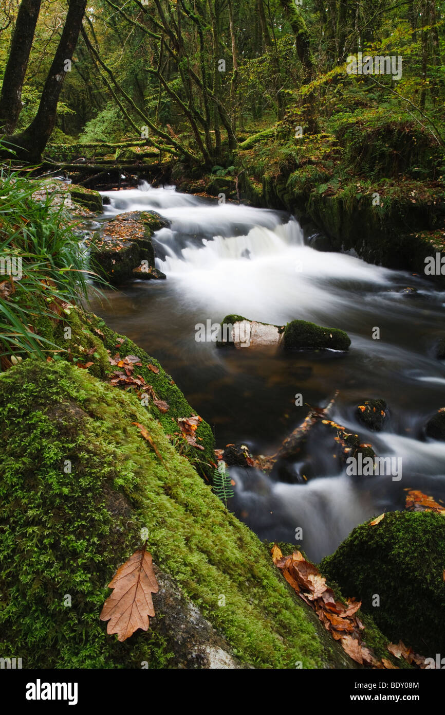 Golitha Falls, una cascada en el borde de Bodmin Moor, Cornualles, Inglaterra Foto de stock