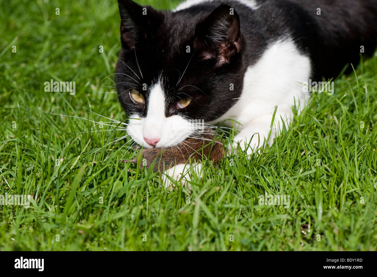 Gato doméstico capturado jugando con el ratón. Foto de stock