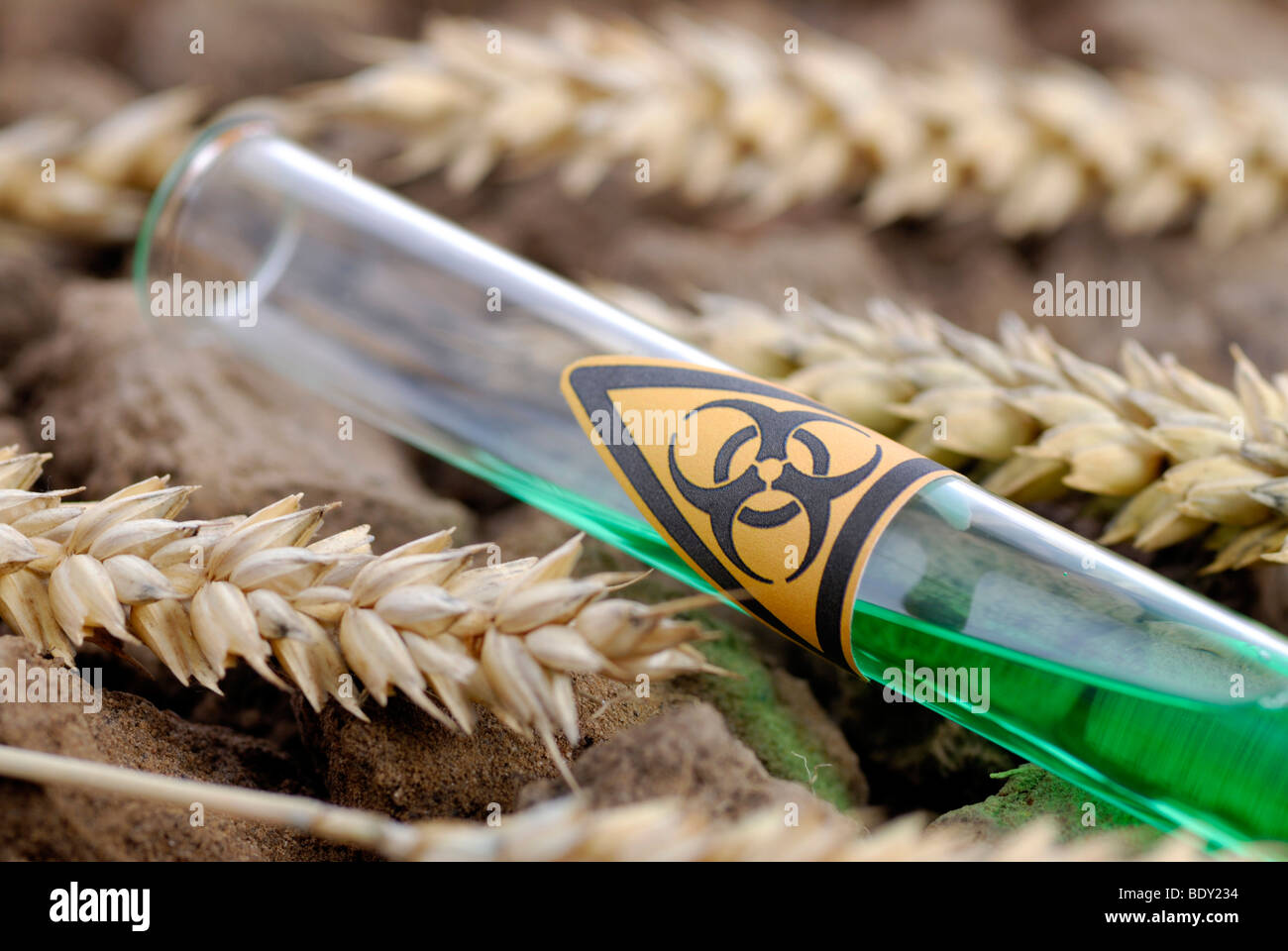 Tubo de ensayo con señal de peligro biológico y espigas de trigo, trigo genéticamente manipulado Foto de stock