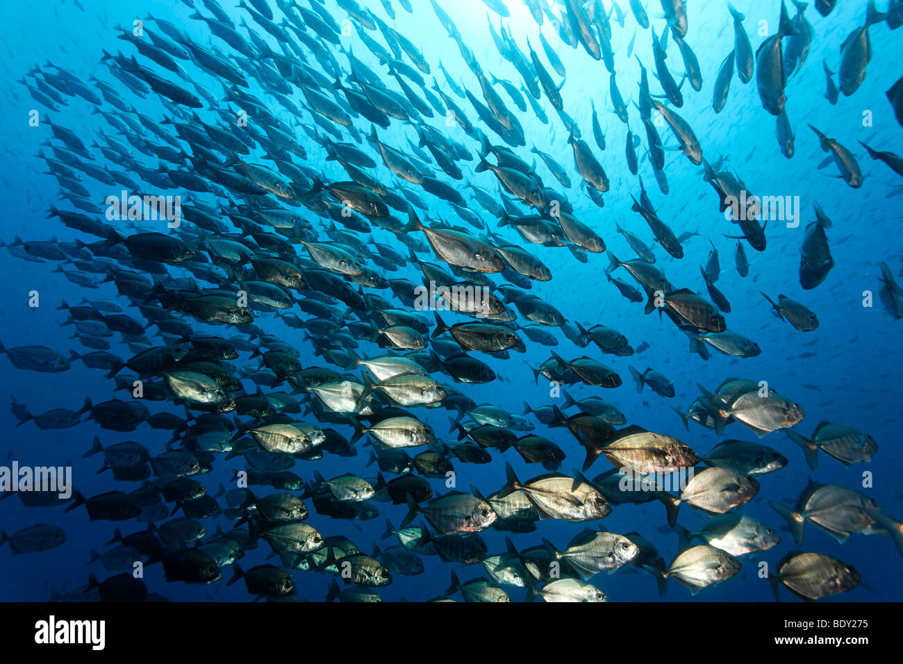 Cardumen de Cottonmouth Jotas o Blacktip Trevallies (Uraspis secunda) nadando en aguas abiertas, zona pelágica, Darwin Isla, Galapa Foto de stock