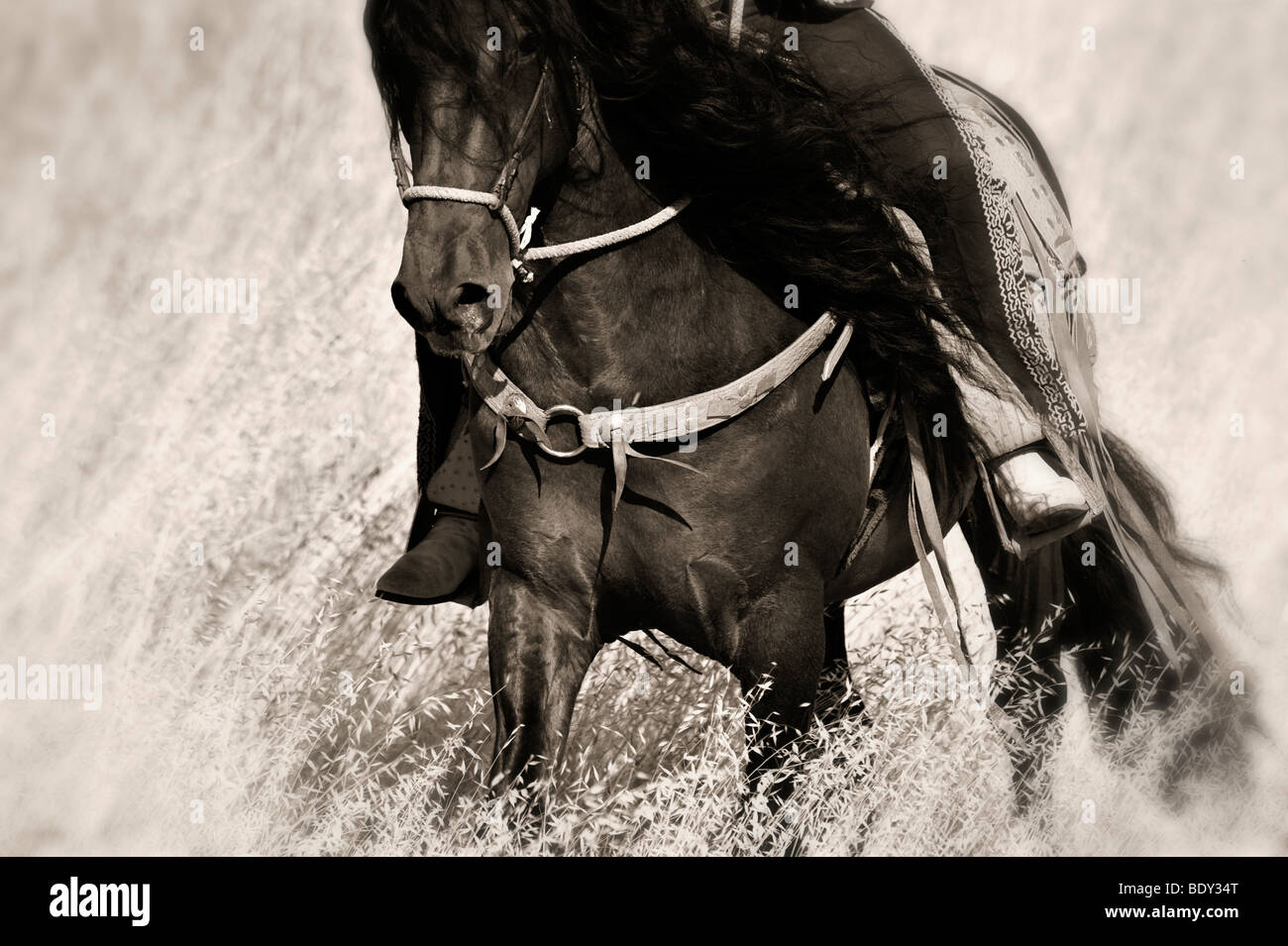 Jinete Charro a caballo Foto de stock