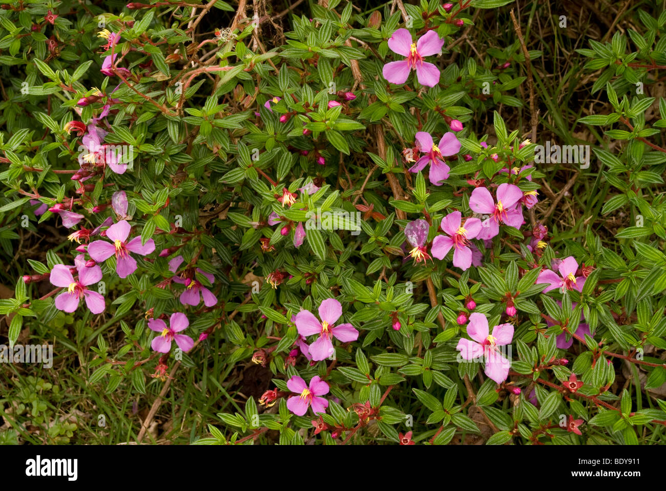 Monochaetum amabile. Un arbusto nativo de Costa Rica Fotografía de