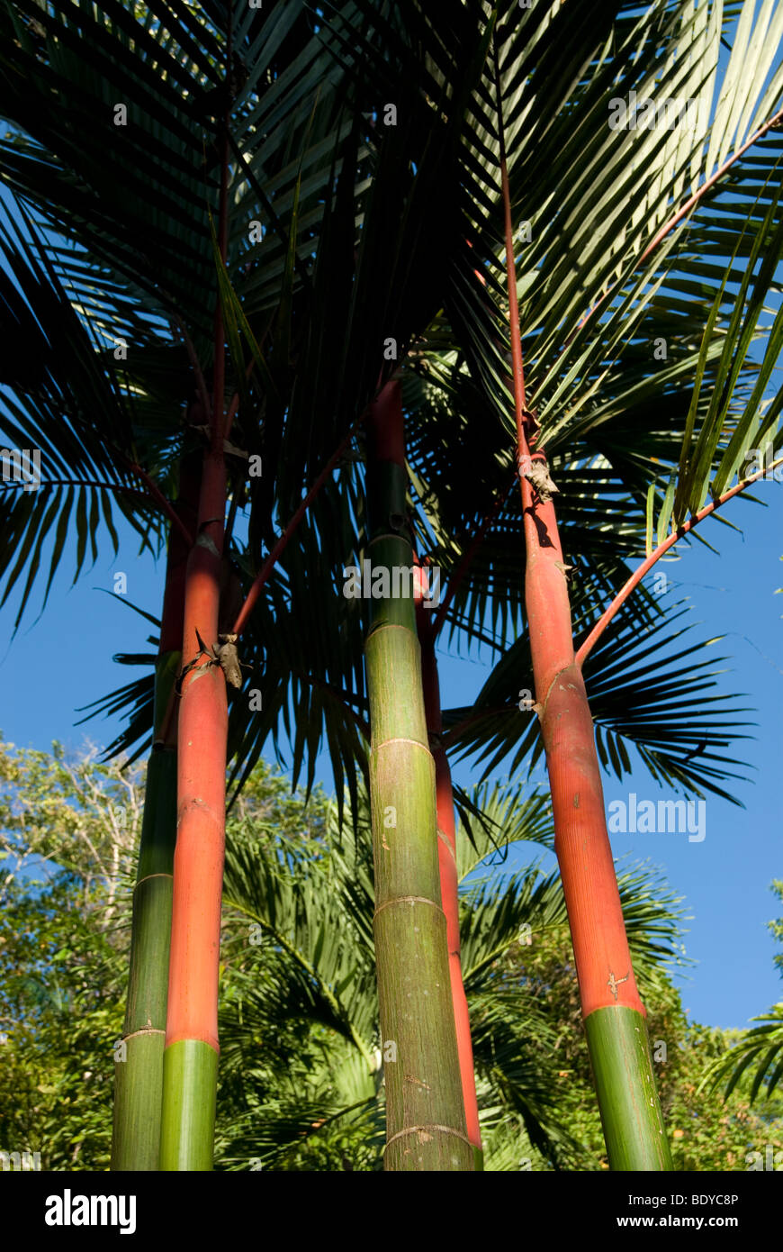 Sellado rojo palma de cera (Cyrtostachys renda), con varias plantas. Foto de stock