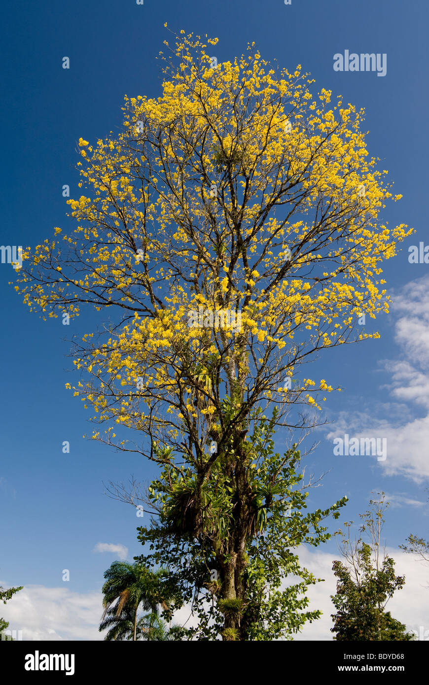 Árbol de Corteza Amarilla (Tabebuia ochracea), floración Fotografía de