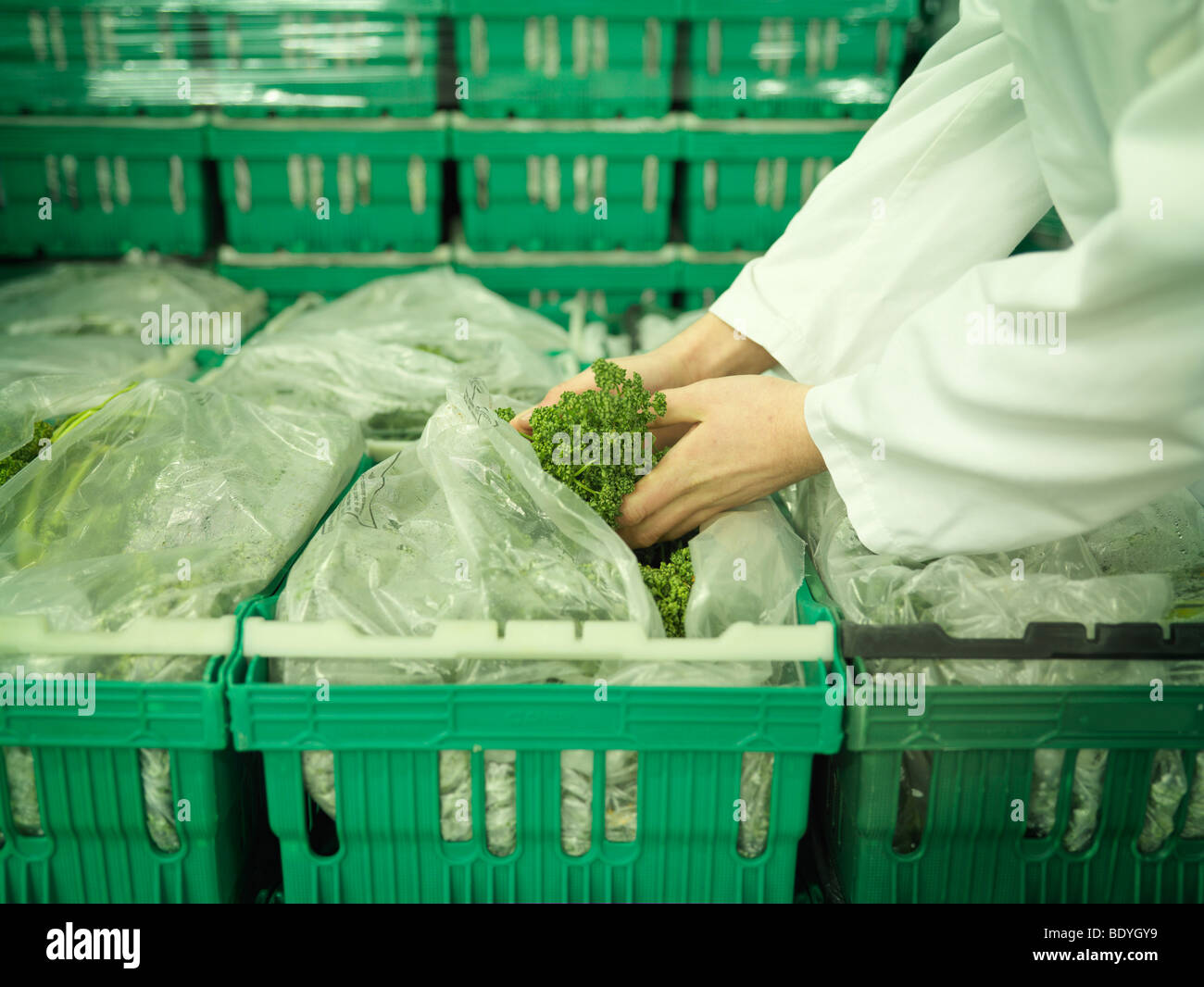 Explotación del trabajador en el mercado de pescado de perejil Foto de stock