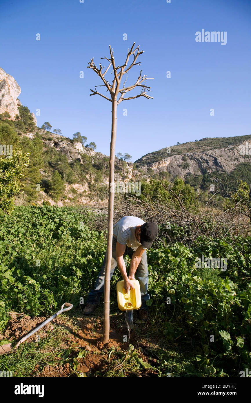 La plantación de árboles en la granja orgánica en España Foto de stock