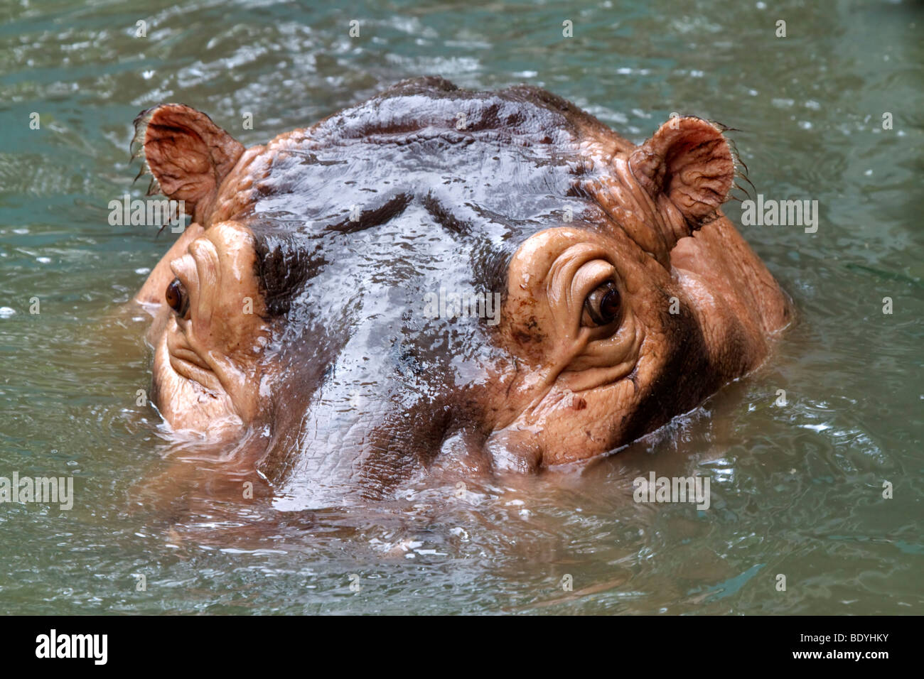 Hipopótamo Foto de stock