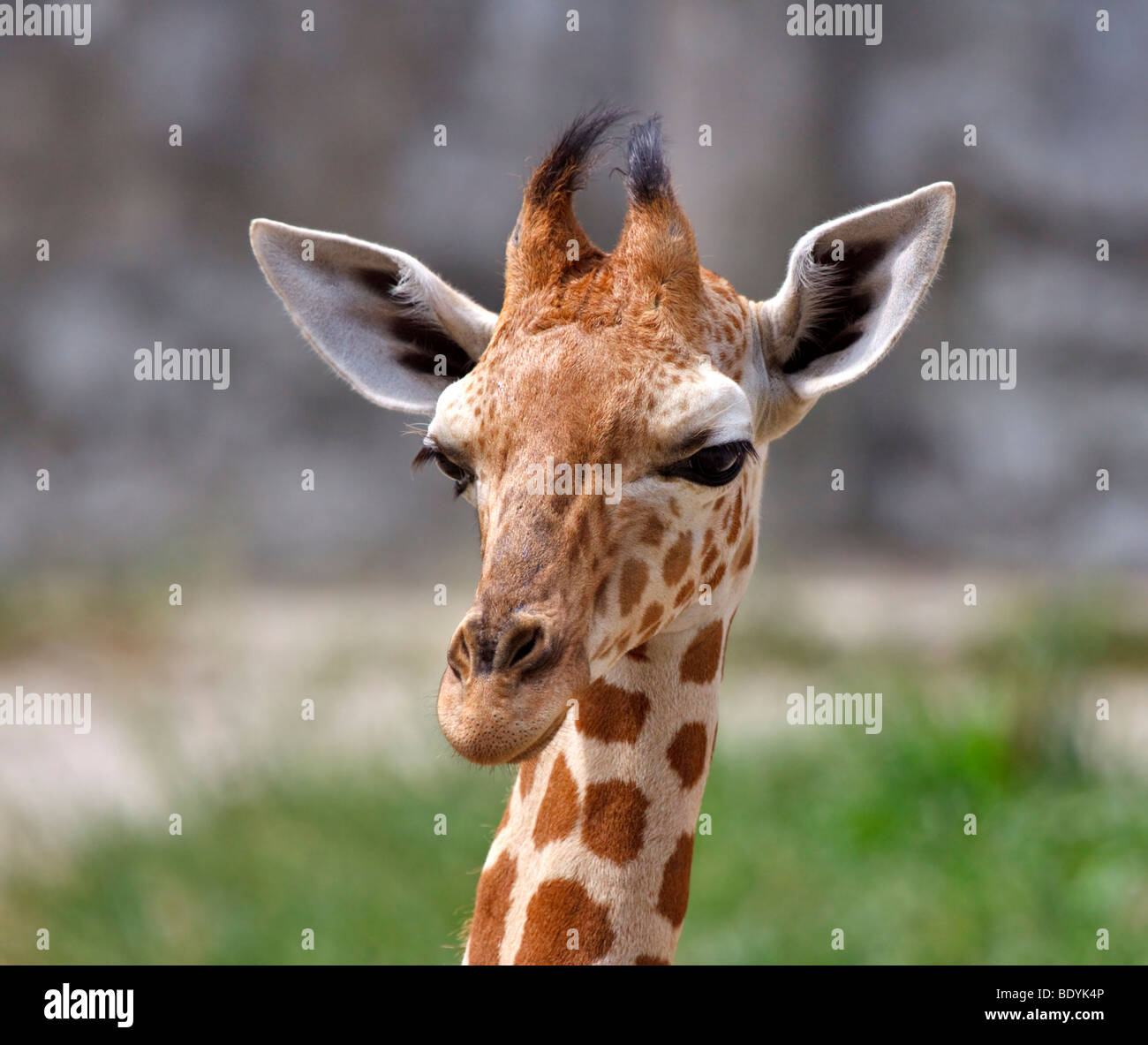 Bebé; jirafa Giraffa camelopardalis Foto de stock