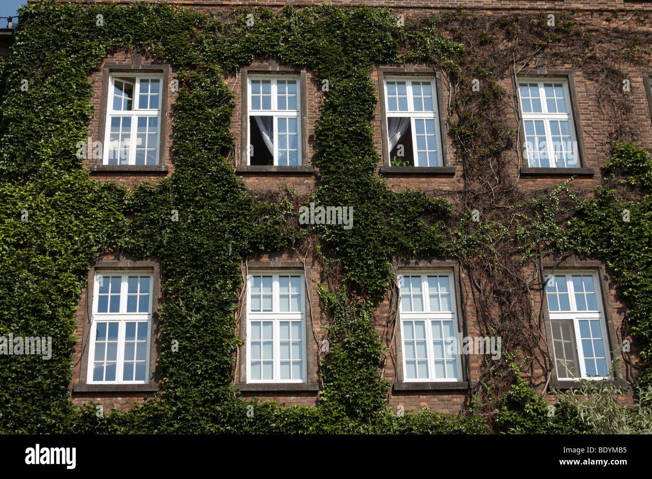 Detalle de una ventana de pared flores verde hiedra Castillo Wawel Cracovia Cracovia Polonia Foto de stock