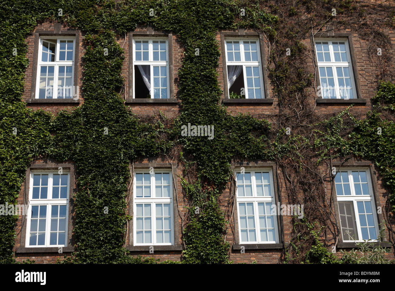 Detalle de una ventana de pared flores verde hiedra Castillo Wawel Cracovia Cracovia Polonia Foto de stock
