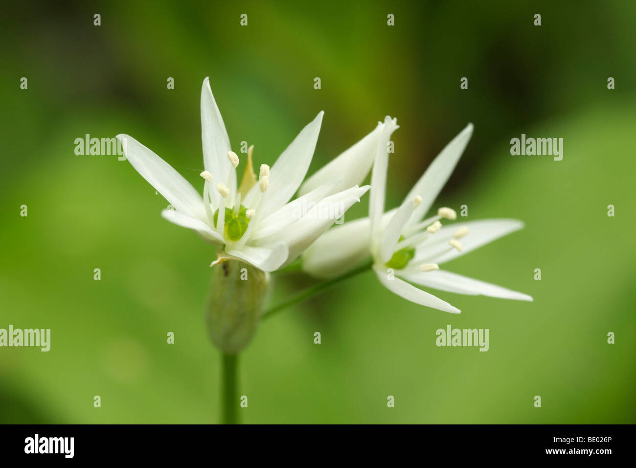 Ajo silvestre (Allium ursinum Ramsons) Foto de stock